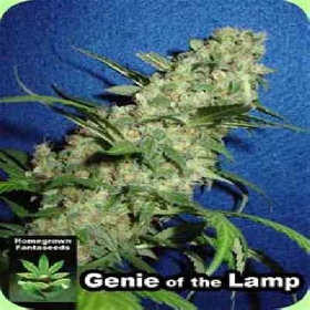 Genie Of The Lamp > Homegrown Fantaseeds